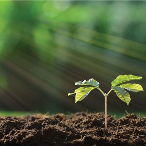 Seed Sowing with Vermiculite