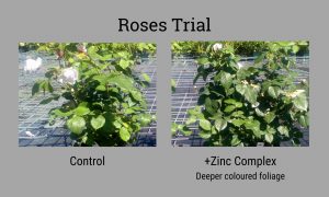 Sinclair roses trial