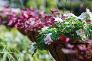 water management hanging basket