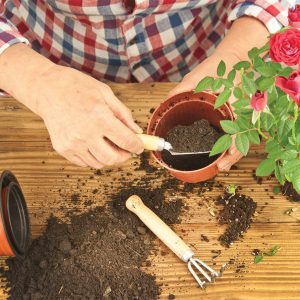 nursery stock propagation sinclair