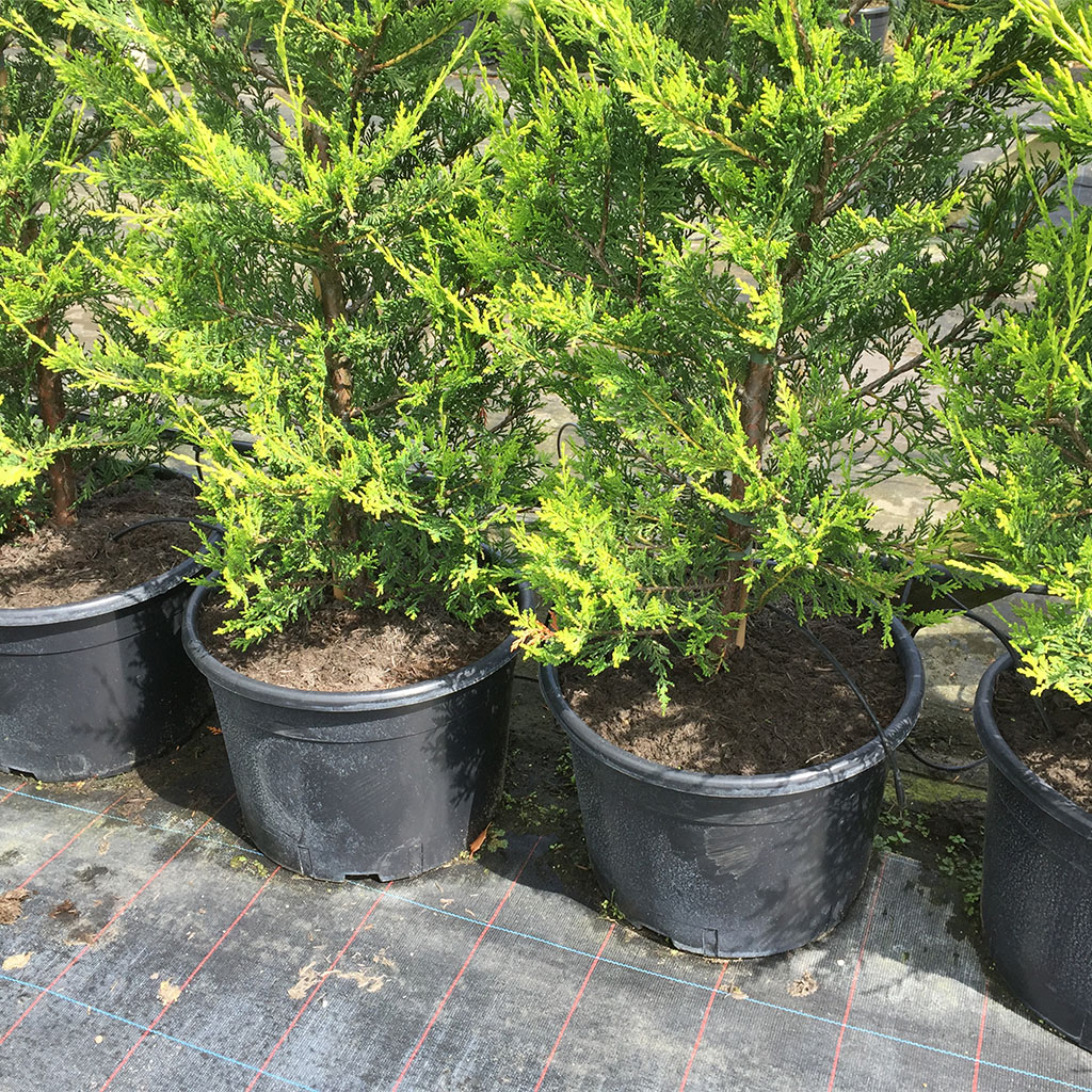 Pot Topper Pot Topper Products Sinclair