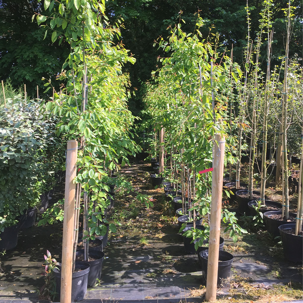 Pot Topper Pot Topper Products Sinclair