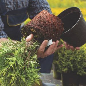 t34 examining roots