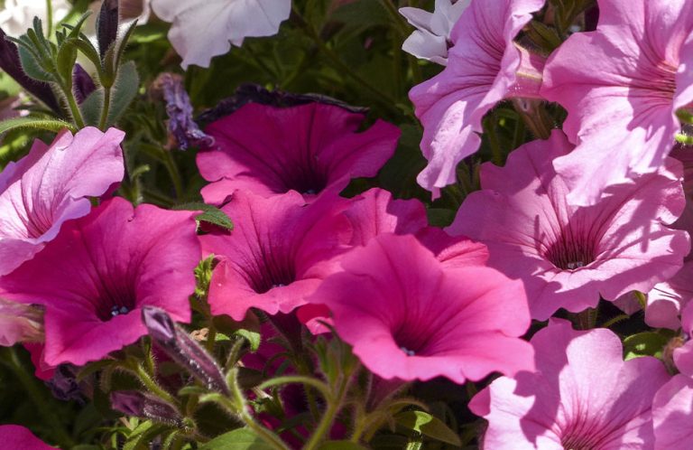 petunias